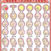 孕胎儿头位（孕胎儿头位于耻上方）