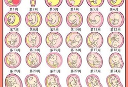 孕胎儿头位（孕胎儿头位于耻上方）
