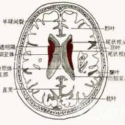 胎儿侧脑室后角（胎儿侧脑室后角）