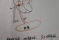 静脉导管对胎儿的意义（静脉导管对胎儿的意义是什么）