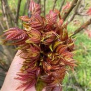 孕期可以吃香椿芽吗（孕期可以吃香椿芽吗?）