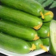 孕妇吃青瓜对胎儿好吗（宝宝吃黄瓜可以吗）