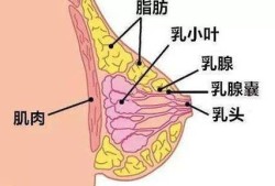 备孕期间乳头涨乳头疼是怎么回事的呢,备孕期乳房疼怎么回事
