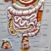胎儿肠型（胎儿肠型是什么意思）