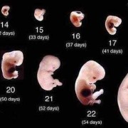 怀孕8周孩子有多大,孕8周胎儿大小标准