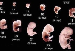 怀孕8周孩子有多大,孕8周胎儿大小标准
