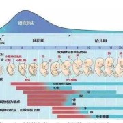 胚胎停育是什么原因造成的,胎儿停育的原因有哪些