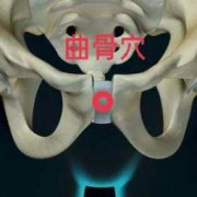 曲骨穴的作用,孕期耻骨的位置图片