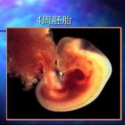 第四周胎儿（第四周胎儿发育情况）