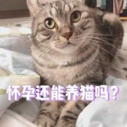 备孕期间能养猫吗（有宠物猫怀孕前需要做什么检查）