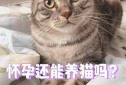 备孕期间能养猫吗（有宠物猫怀孕前需要做什么检查）