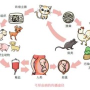 弓形虫对胎儿的危害（弓形虫对胎儿的危害大吗）