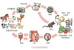 弓形虫对胎儿的危害（弓形虫对胎儿的危害大吗）