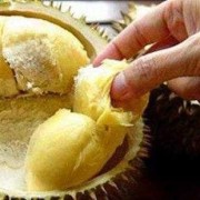 怀孕期可以吃榴莲吗（孕妇到底能不能吃榴莲，对身体有什么影响呢）