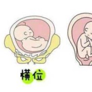 胎儿什么时候头位（胎儿什么时候头位朝下）