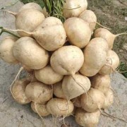 孕期吃地瓜好吗（孕妇能吃地瓜吗 白色的）