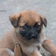 狗鼻子发干怎么回事,孕期鼻子干燥出血怎么解决