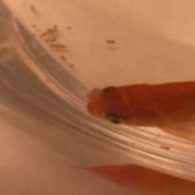孕期嘴唇发黑（家养金鱼嘴发黑是什么病）
