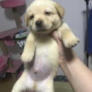 狗狗怀小狗最多需要几个月,狗孕期多久生产