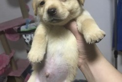 狗狗怀小狗最多需要几个月,狗孕期多久生产