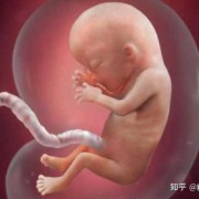 胎儿在肚子里会饿吗（胎儿在肚子里会饿吗?）