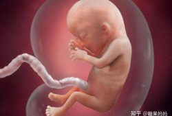 胎儿在肚子里会饿吗（胎儿在肚子里会饿吗?）