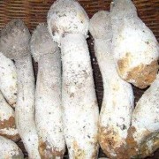 坐月子能不能吃菌菇,孕期可以吃蘑菇吗早期