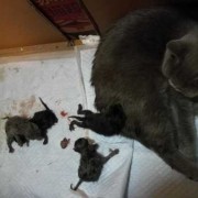 猫临近临盆为什么肚子那么硬,猫咪胎儿发育图片