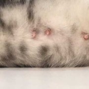 母猫最多怀多久,猫怀孕期多久生