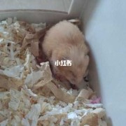 吃动物胎儿（金丝熊在什么情况下回吃掉自己的宝宝）