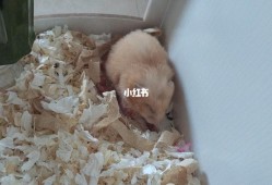 吃动物胎儿（金丝熊在什么情况下回吃掉自己的宝宝）