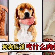 狗狗孕期吃什么好（狗狗孕期吃什么好消化）