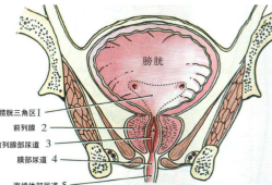 胎儿巨膀胱生下来要多少钱,胎儿膀胱偏大是什么原因造成的