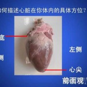胎儿心尖朝左（心底由什么构成）