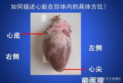 胎儿心尖朝左（心底由什么构成）