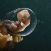 孕三月胎儿图片（进入3月的宝宝有几天）