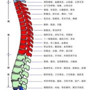 胎儿脊柱发育（胎儿脊柱发育异常是啥原因造成的）