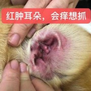 孕期耳朵痒是怎么回事（狗狗耳朵痒）