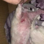 刚出生的猫宝宝被母猫咬伤怎么办,孕期被猫咬了影响胎儿吗
