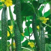 怀孕期间吃黄瓜好吗（怀孕期间吃黄瓜好吗有影响吗）