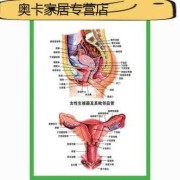 女性的外部生理结构解剖,