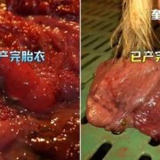 胎儿的胞衣（胎儿的胞衣是什么）