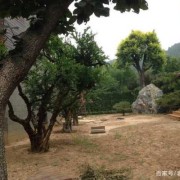 孕期动土（正月里能在院里栽树吗）