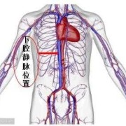 下腔静脉是什么,胎儿腔静脉发育异常