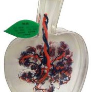 胎儿标本图片（胎盘怎样制成标本纪念品）