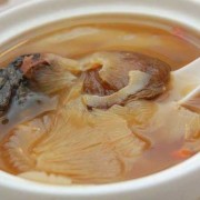 孕期吃鱼翅（为什么不能吃鱼翅）