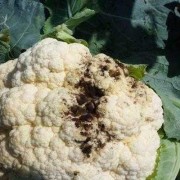 孕期患霉菌怎么办（孕期患霉菌怎么办啊）