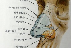 胎儿鼻骨长标准对照表（23周胎儿鼻骨长标准对照表）