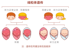 胎儿几个月有听力,孕期胎儿听力基因筛查什么时候做