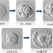 胚胎和胎儿区别（蜕膜组织和胚胎组织差别）